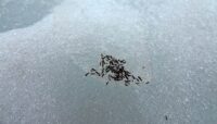 A group of snow fleas scattered in the snow.