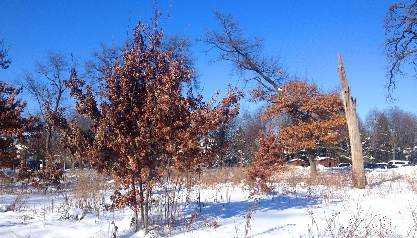 oak trees with dead leaves in winter