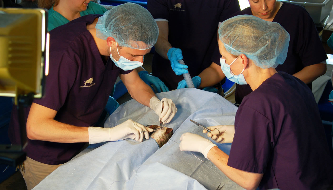 surgeons implanting a transmitter in a fish