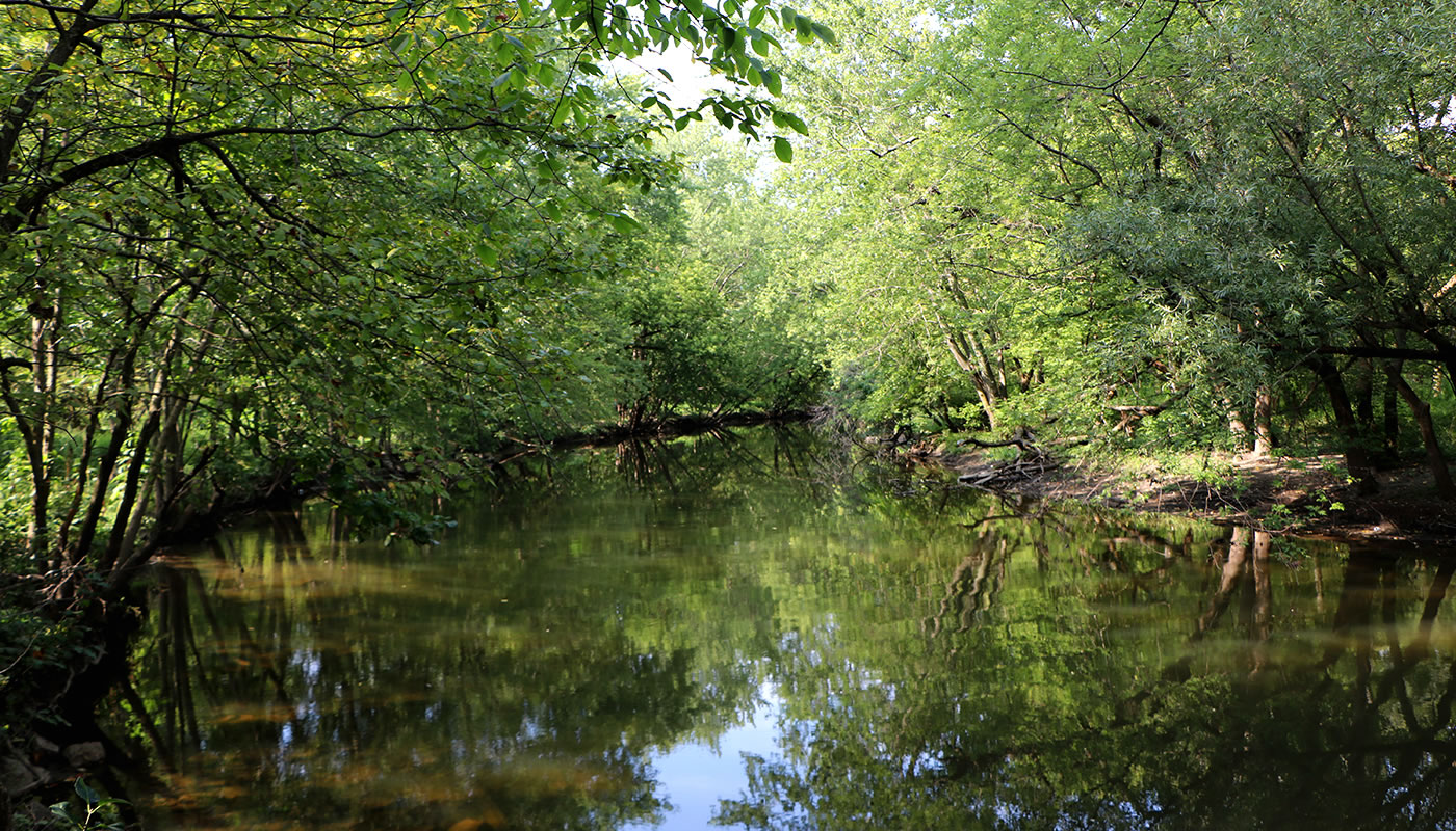 A view of the North Branch of the Chicago River from LaBagh Woods.