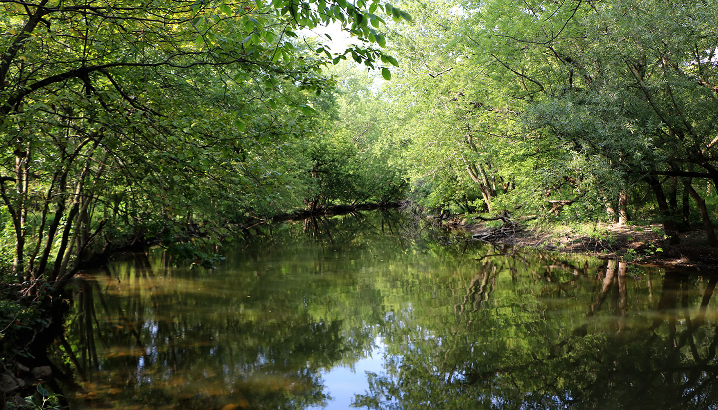 4 New Forest River Wildlife Hotspots