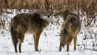 two coyotes at Yankee Woods