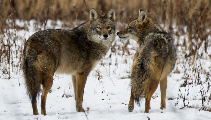 two coyotes at Yankee Woods