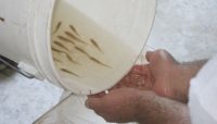 Walleye fingerlings in a bucket