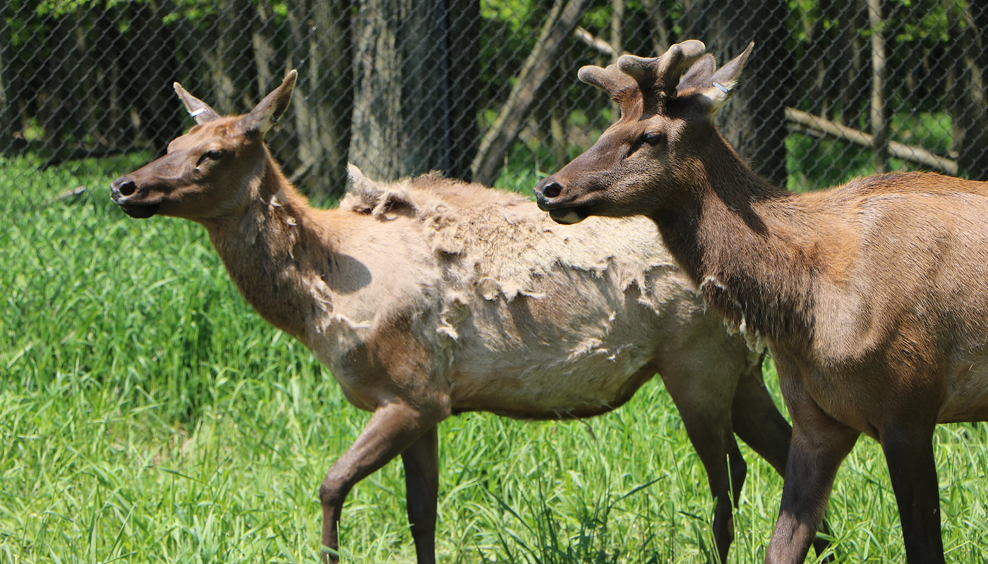 two elk from the herd at Busse Woods