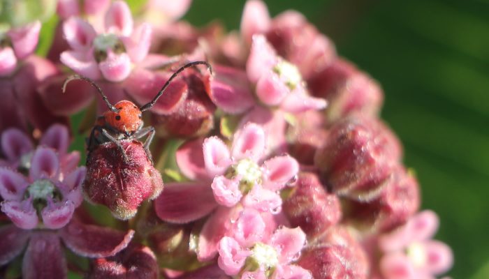 A red milkweed beetle on common milkweed at Busse Woods