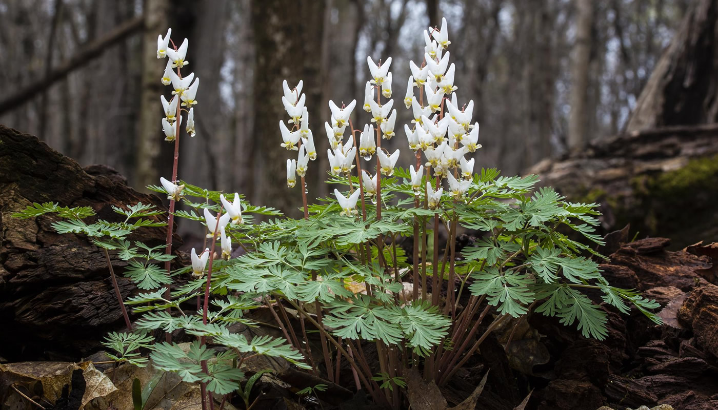 Dutchman's breeches, a spring ephemeral, at Busse Woods.