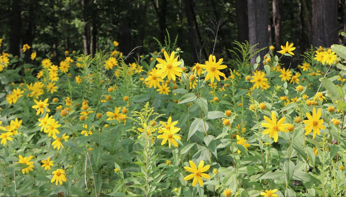 Pale-leaved sunflowers along the North Branch Trail at Harms Woods