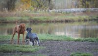 Two dogs by the pond at Beck Lake Off-Leash Dog Area