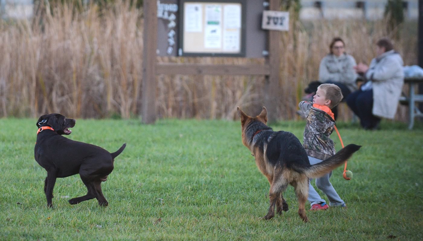 A boy throws a ball to two dogs at Two dogs by the pond at Beck Lake Off-Leash Dog Area