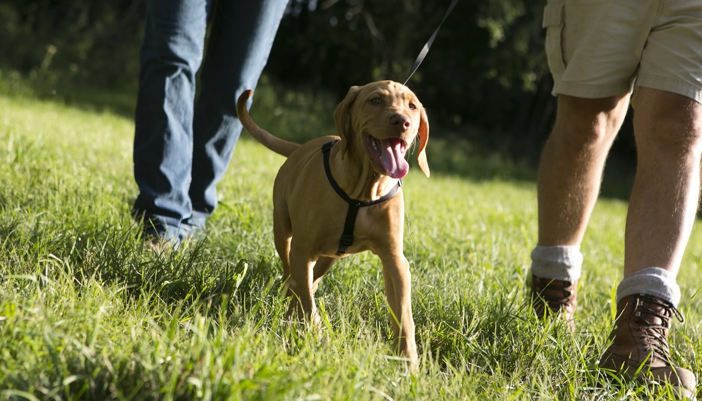 dogs on leash sign