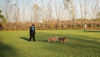A person with two dogs at Miller Meadow Off-Leash Dog Area