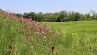 pale purple coneflowers at Bluff Spring Fen