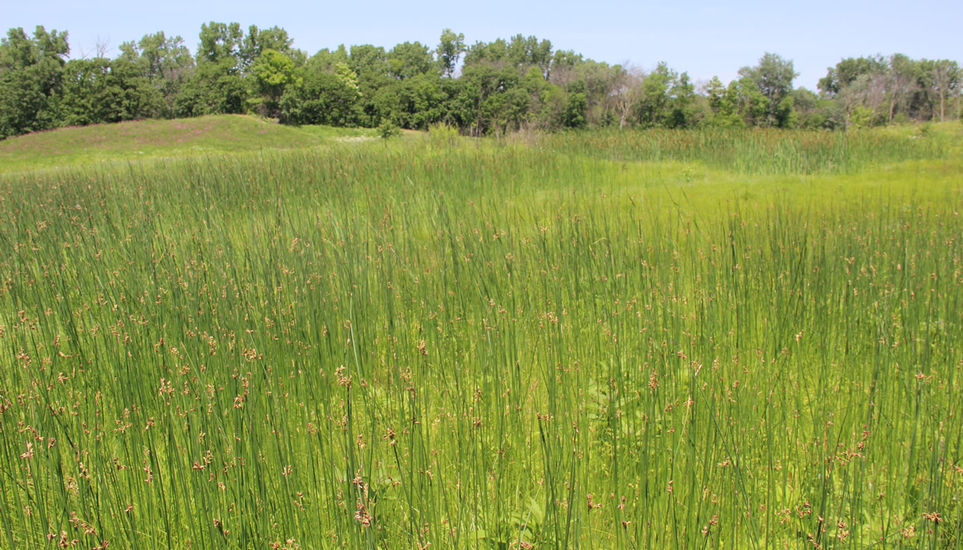 Bluff Spring Fen - Forest Preserves of Cook County