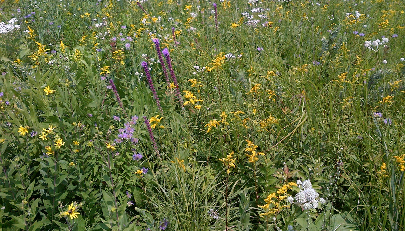 prairie plants at Somme Prairie