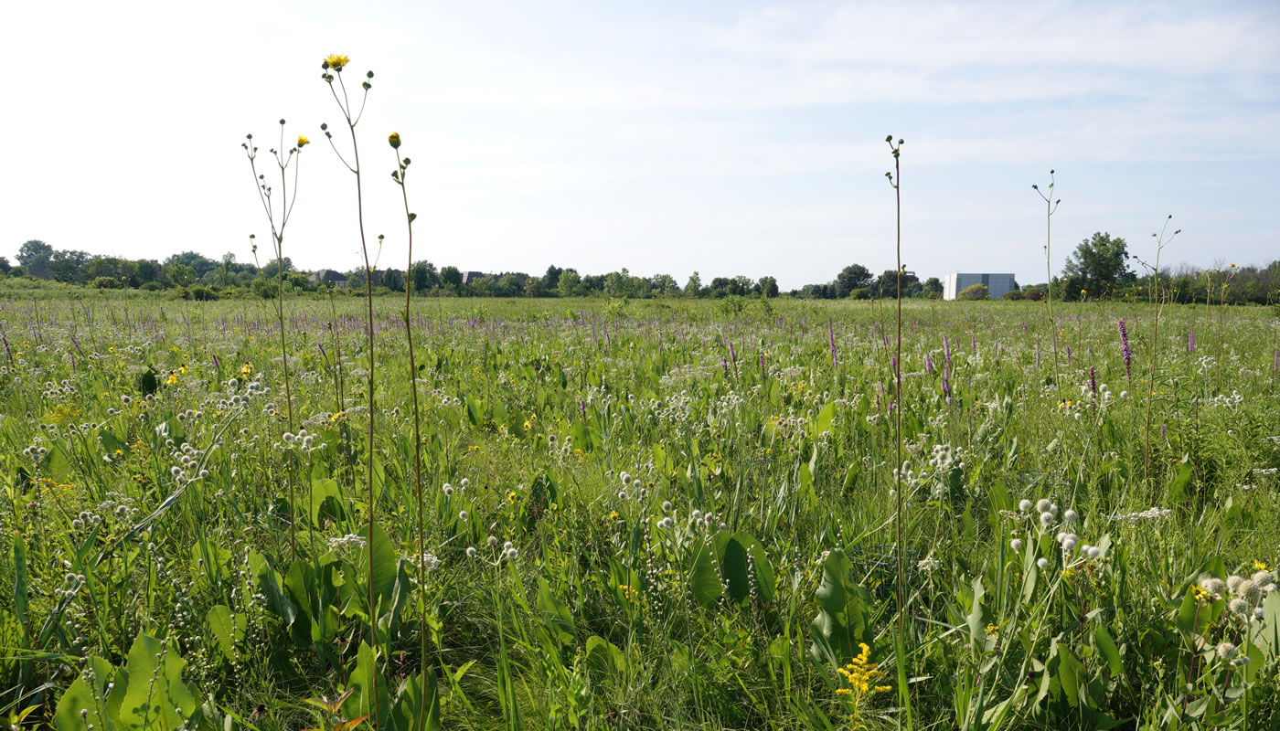 part of the prairie at Somme Prairie Nature Preserve