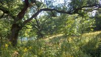 a bur oak savanna