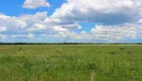 an open meadow at Bobolink Meadow