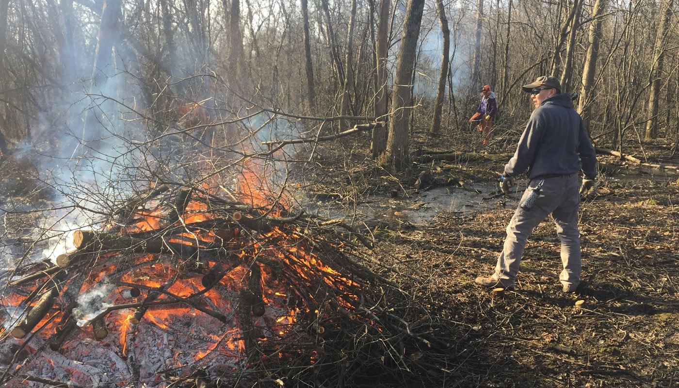 a volunteer throwing invasive brush onto a fire at Brookfield Woods