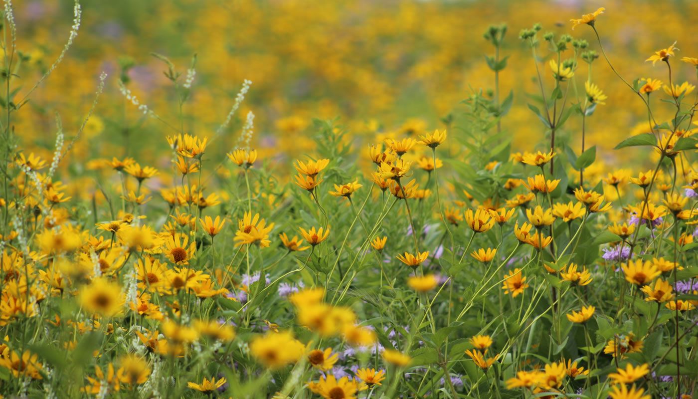 a closeup of prairie flowers at Deer Grove-East