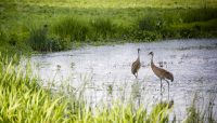 two sandhill cranes in a wetland at Deer Grove-East