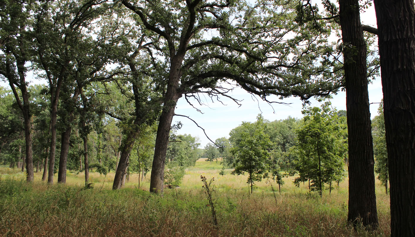 a savanna at Deer Grove