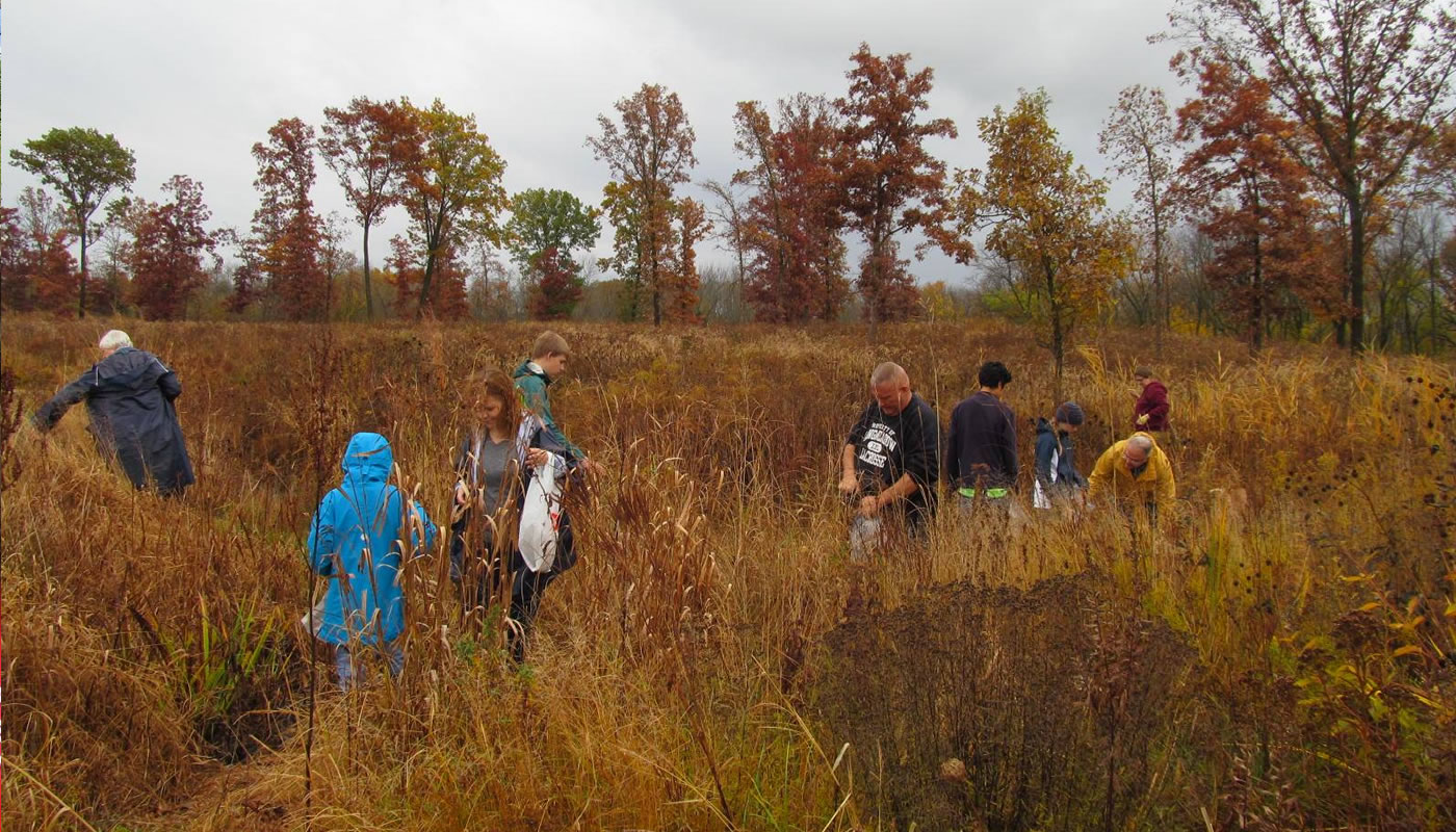 volunteers collecting seeds in a field at Deer Grove