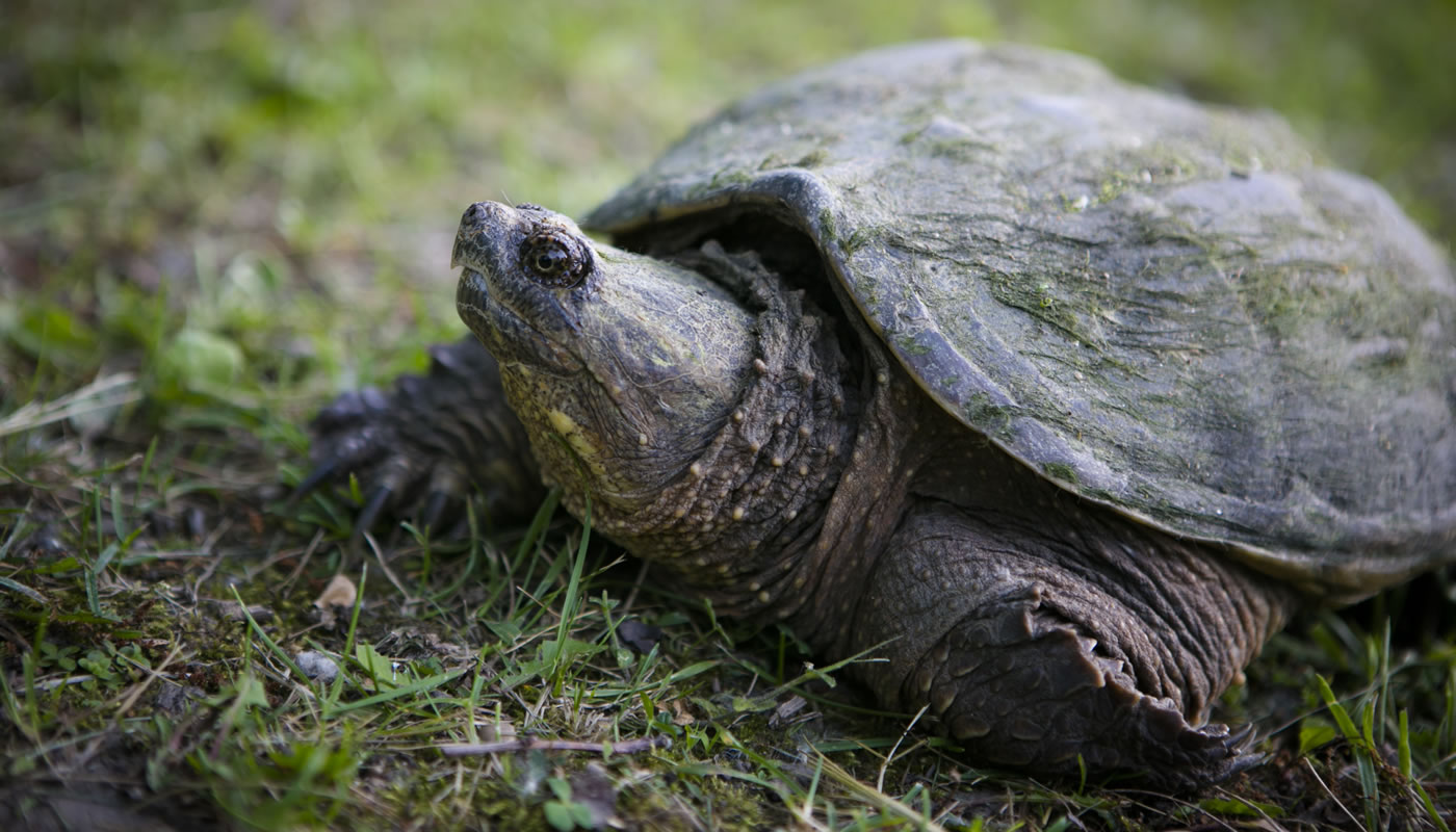 a common snapping turtle at Deer Grove-West