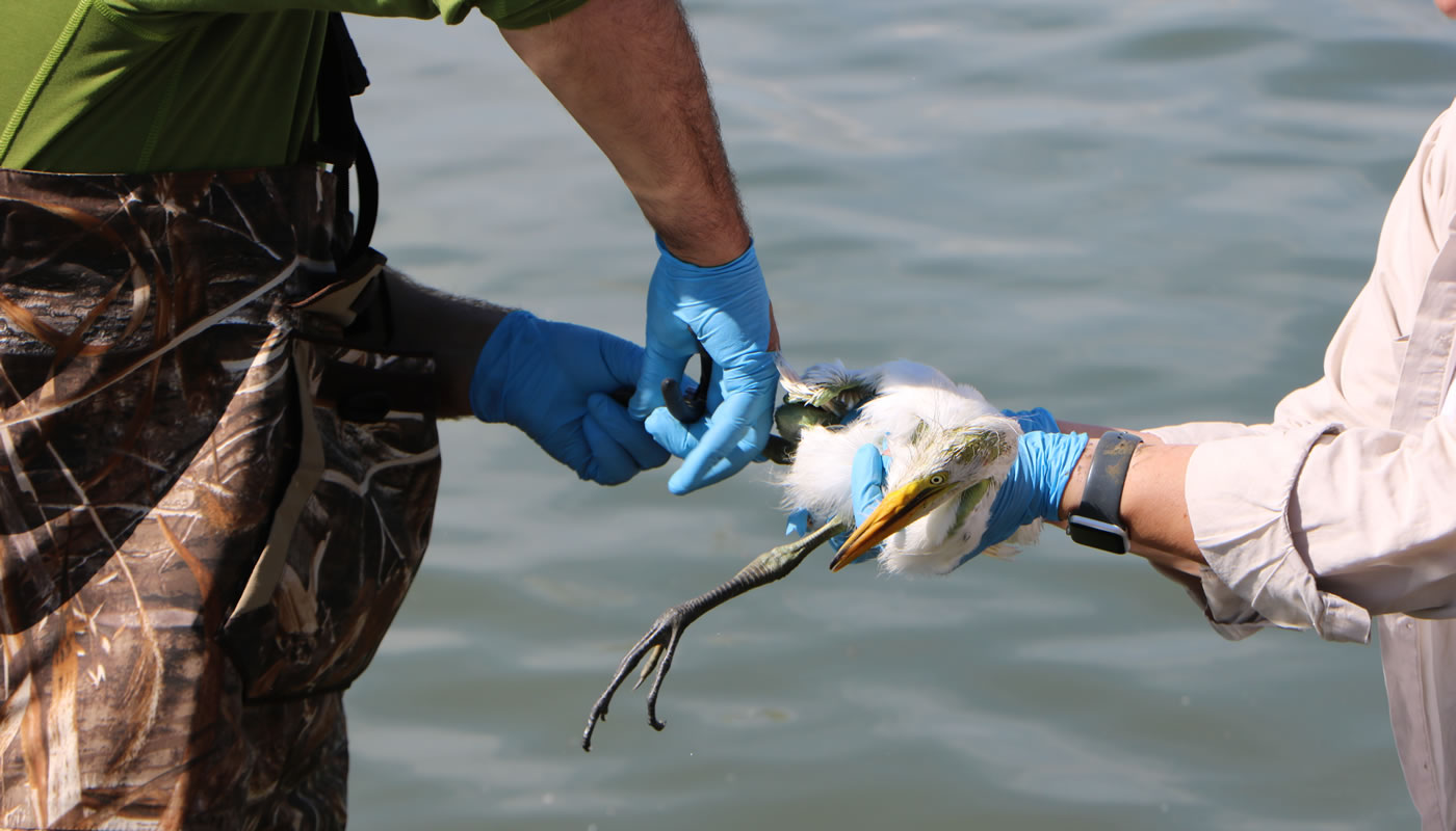 two wildlife biologists banding egrets at Baker's Lake