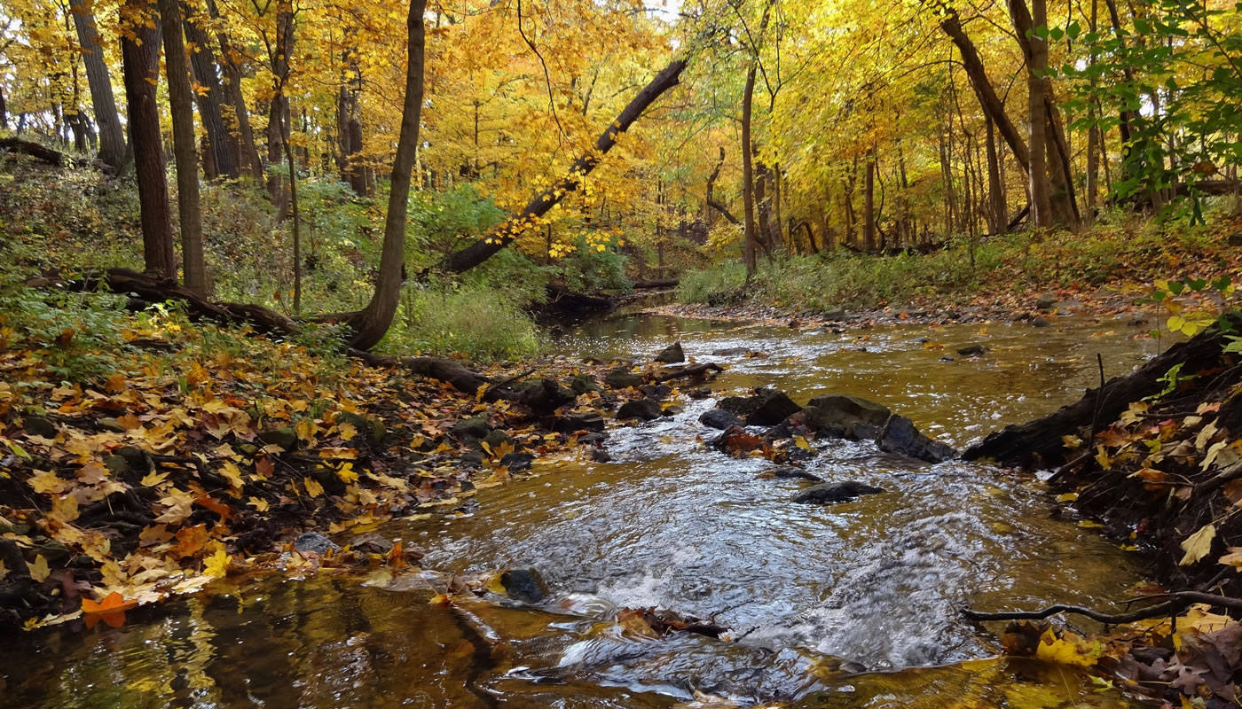 creek in fall at Black Partridge Woods