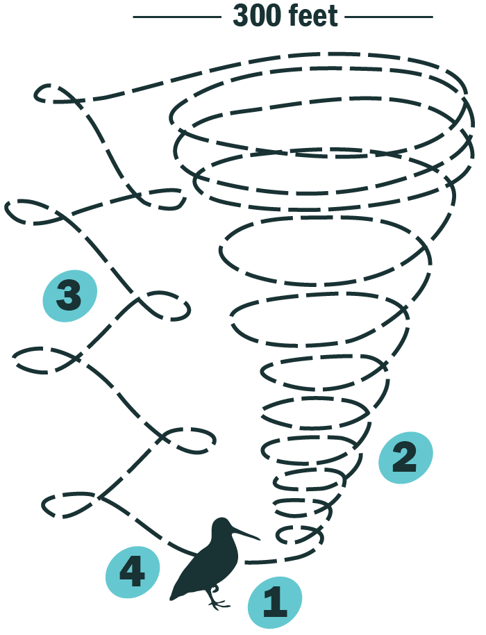 diagram of a timberdoodle mating flight