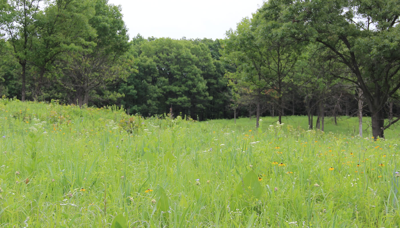 a savanna opening at Cap Sauers Holding Nature Preserve