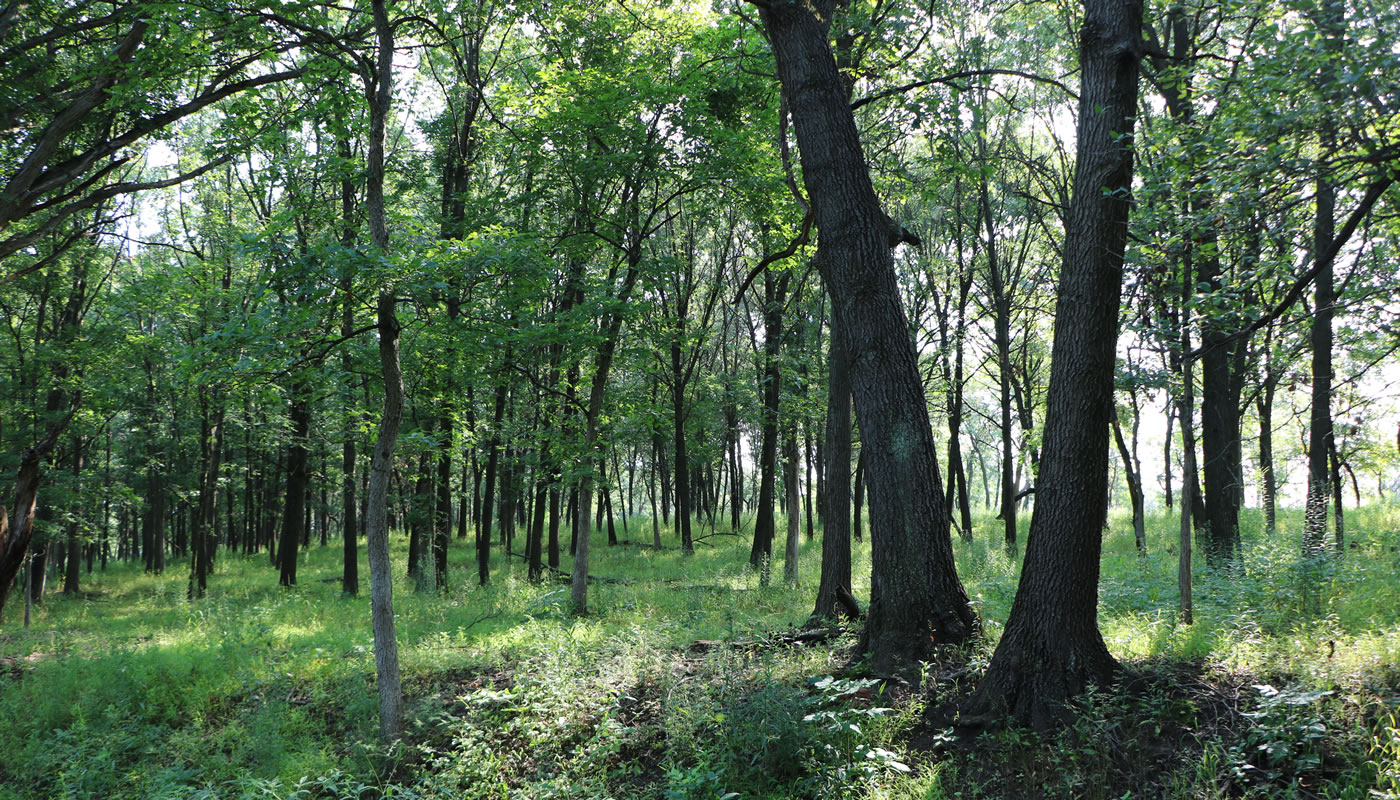 woodland at Country Lane Woods