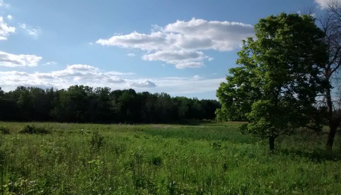 a prairie at Crabtree Nature Center