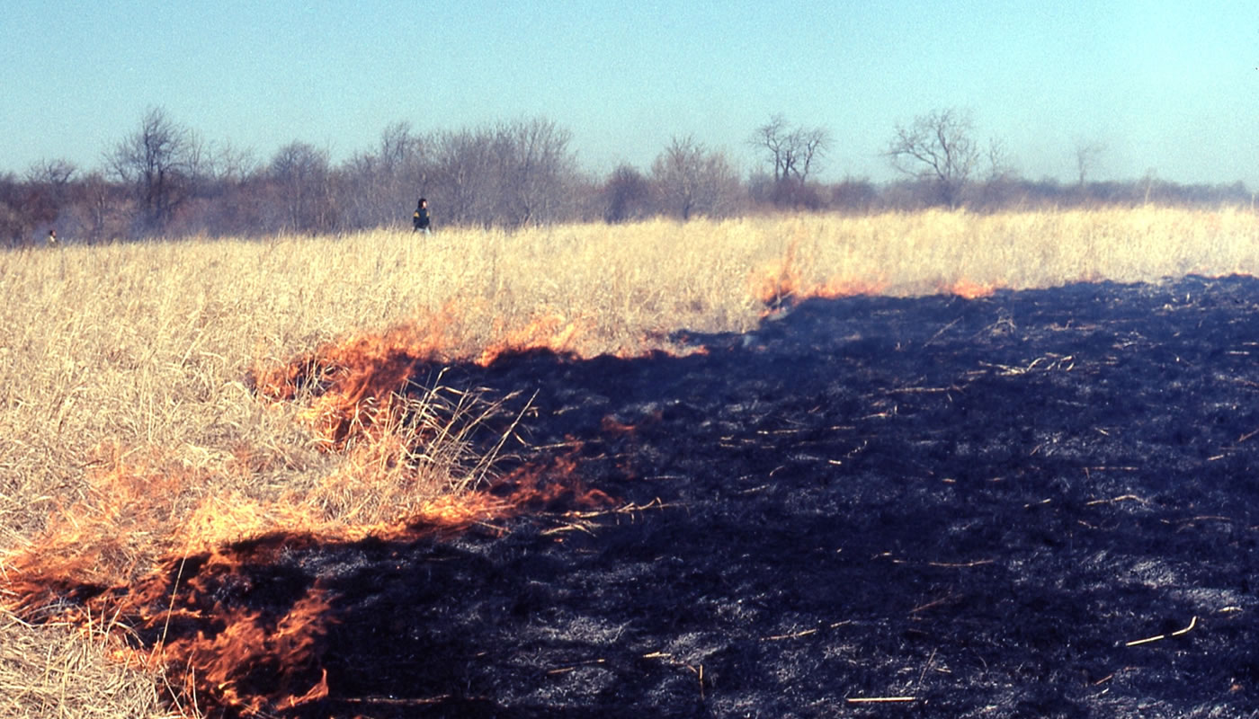 a prescribed burn at Crabtree Nature Center in 1974