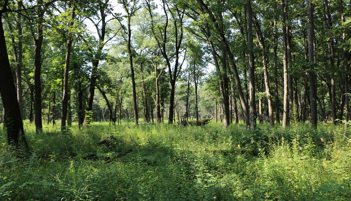 woodland at Cranberry Slough