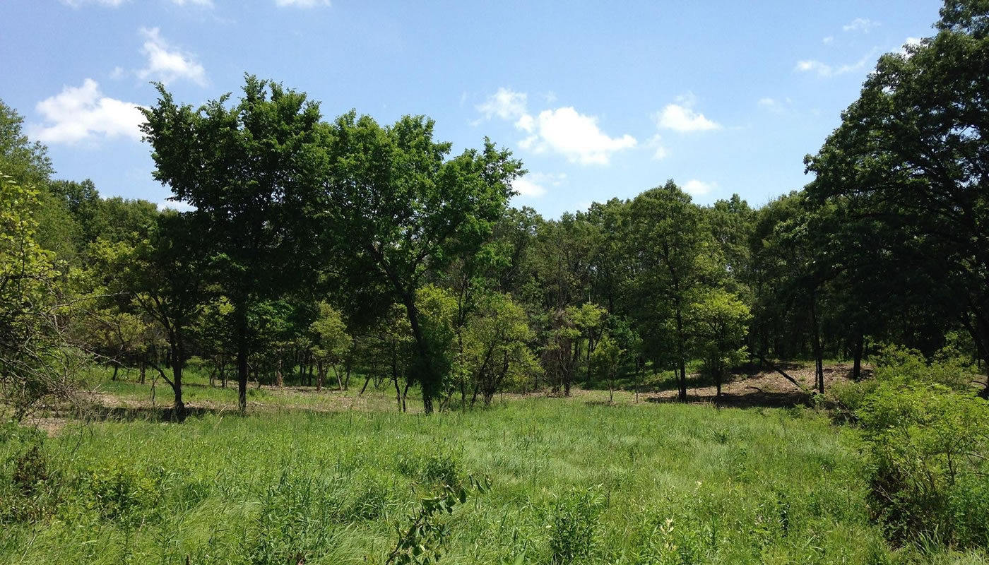 a wetland at Cranberry Slough after contractor work