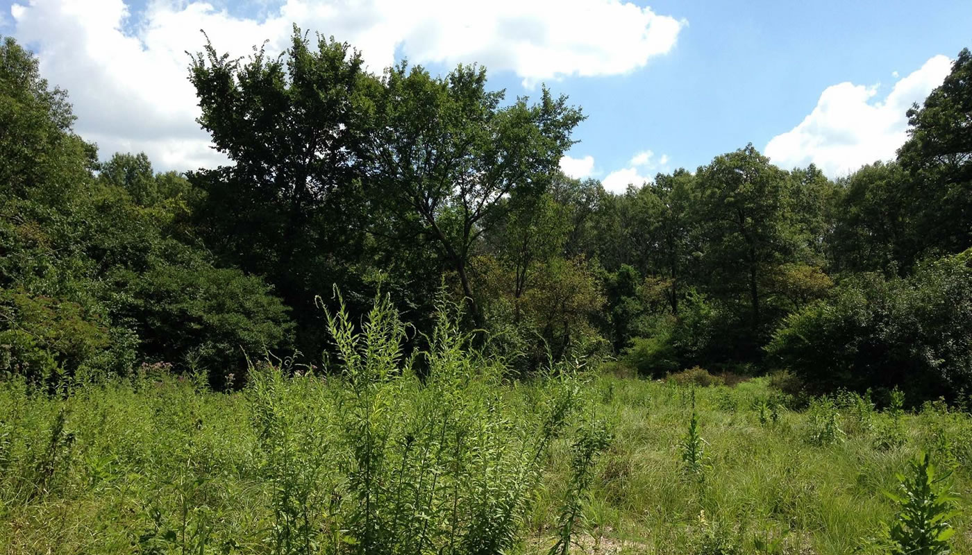 a wetland at Cranberry Slough before contractor work