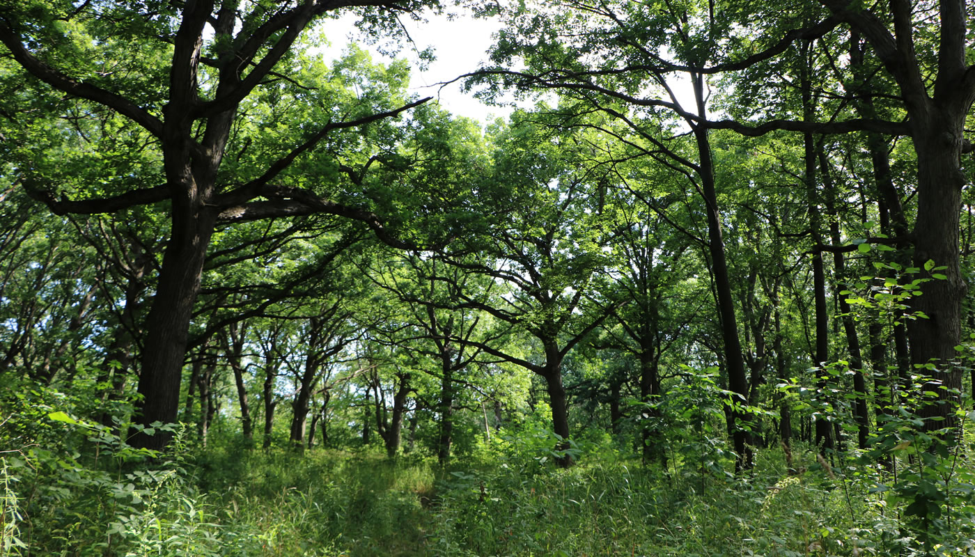 oak and hickory woodland at Dan Ryan Woods