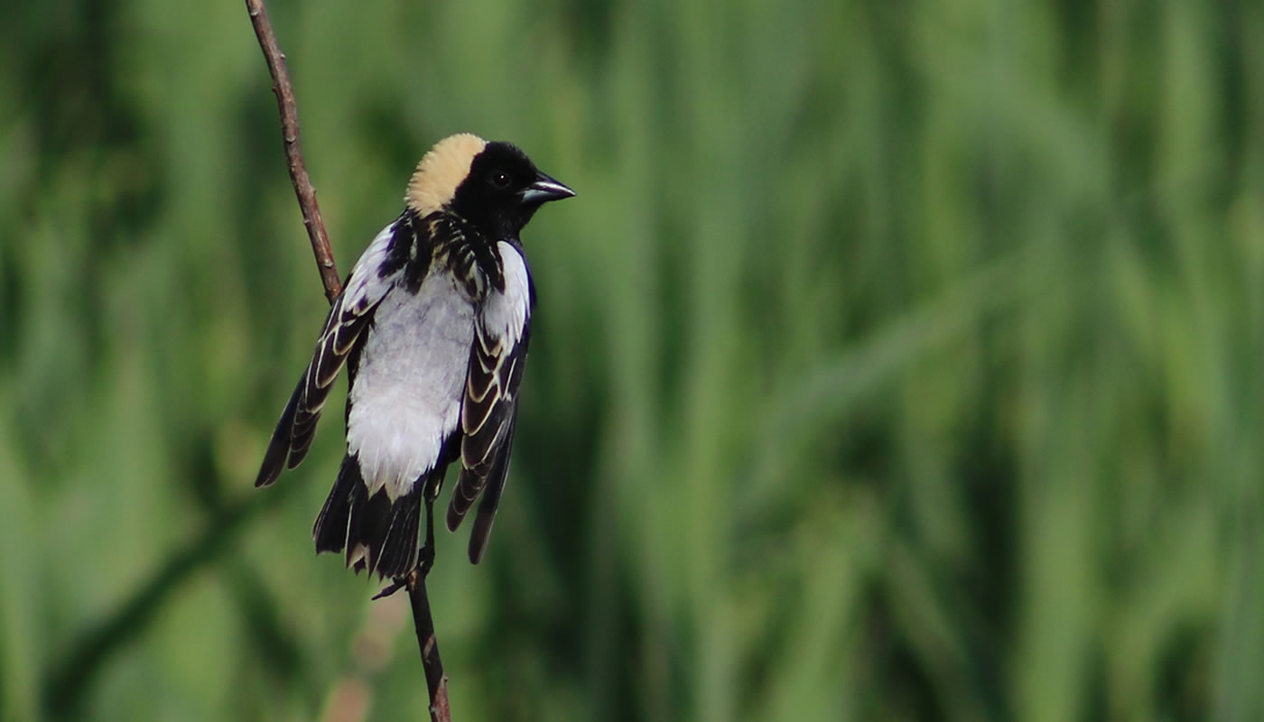 bobolink