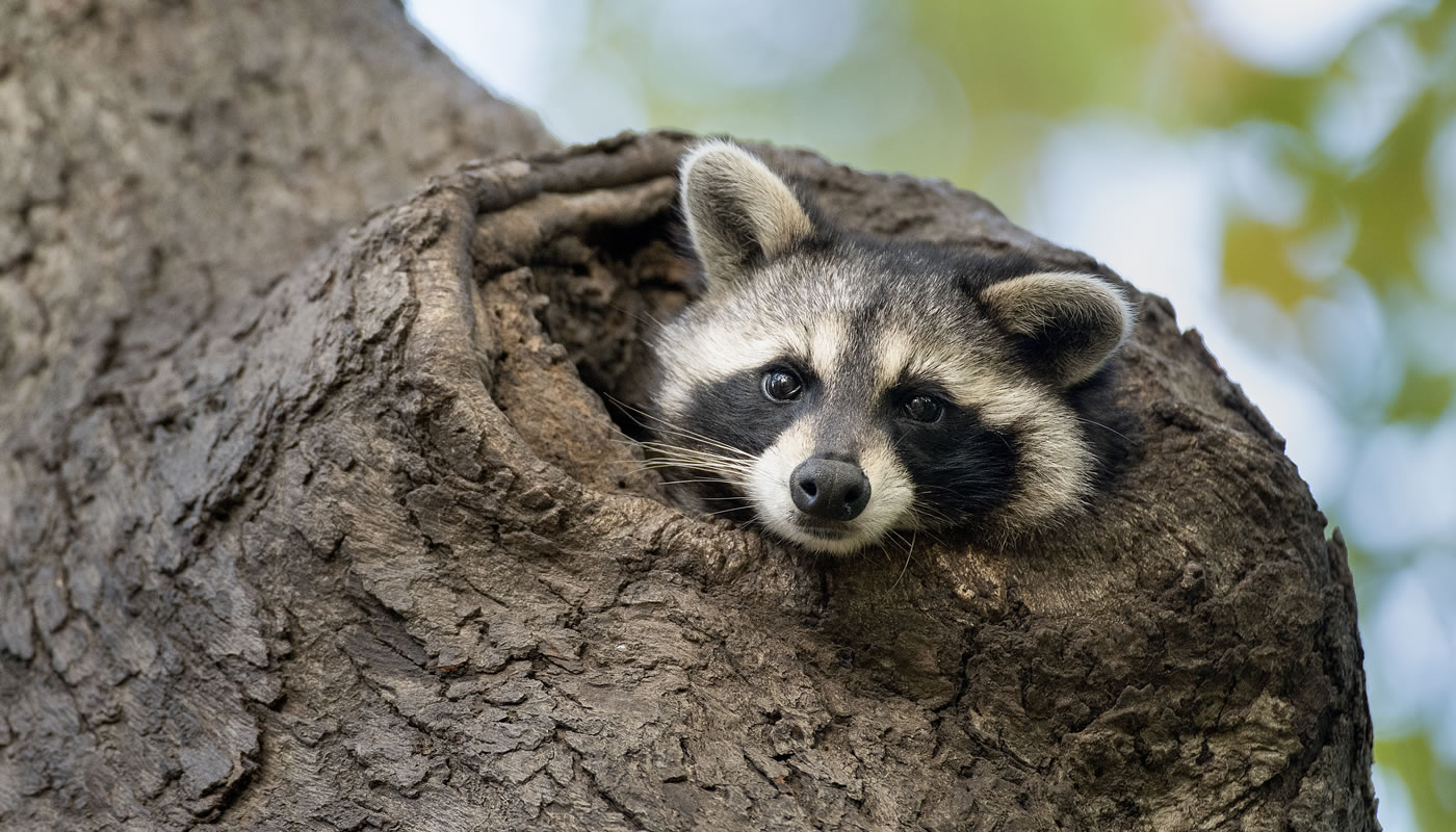 a baby raccoon peaking out of a tree at Miami Woods