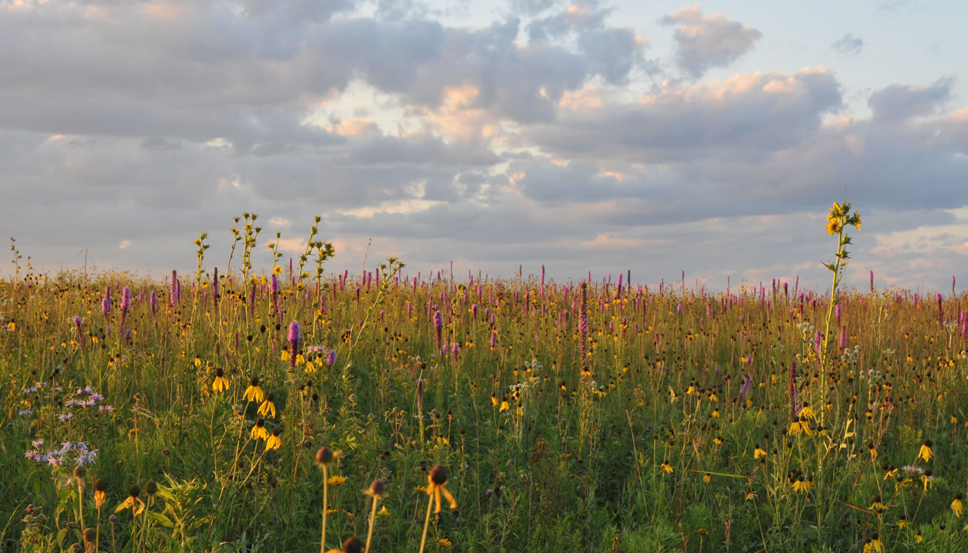 open grassland at Orland Grassland