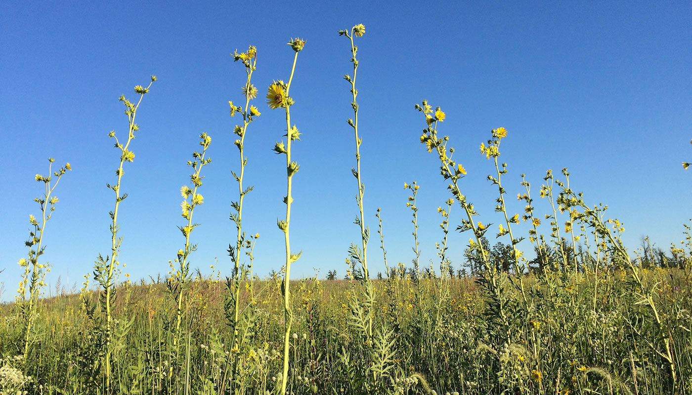 Orland Grassland with compass plants in the foreground.