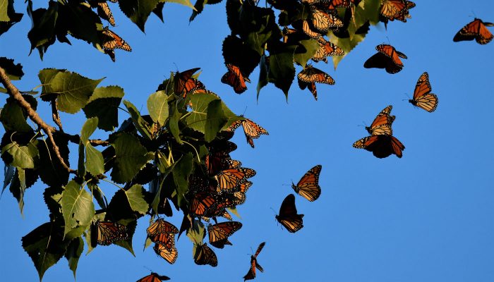 Monarch butterflies roosting in a cottonwood tree at Orland Grassland