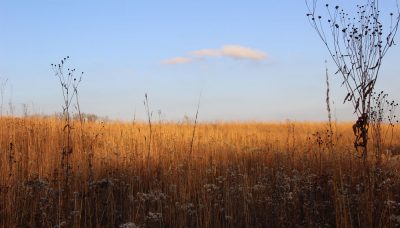 prairie in fall at Carl R. Hansen Woods