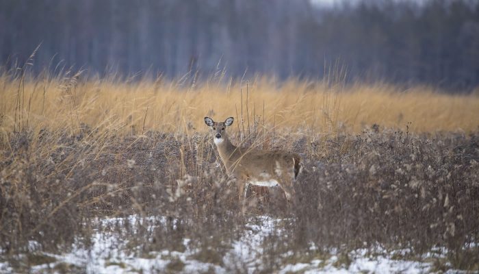 a white-tailed deer at Yankee Woods