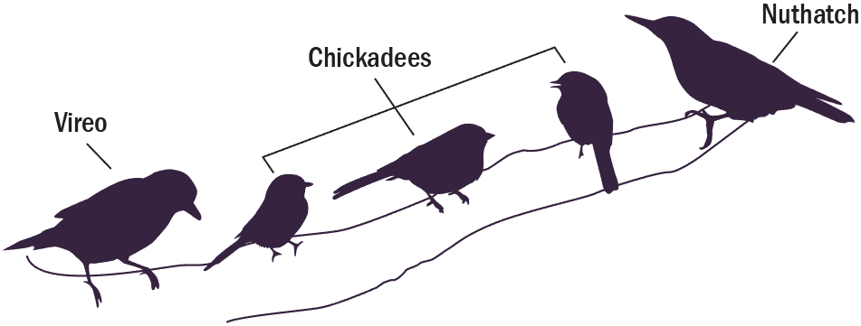 diagram of a chickadee flock