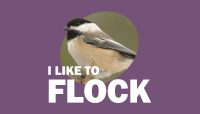 Black-capped chickadee photo with words: I Like to Flock