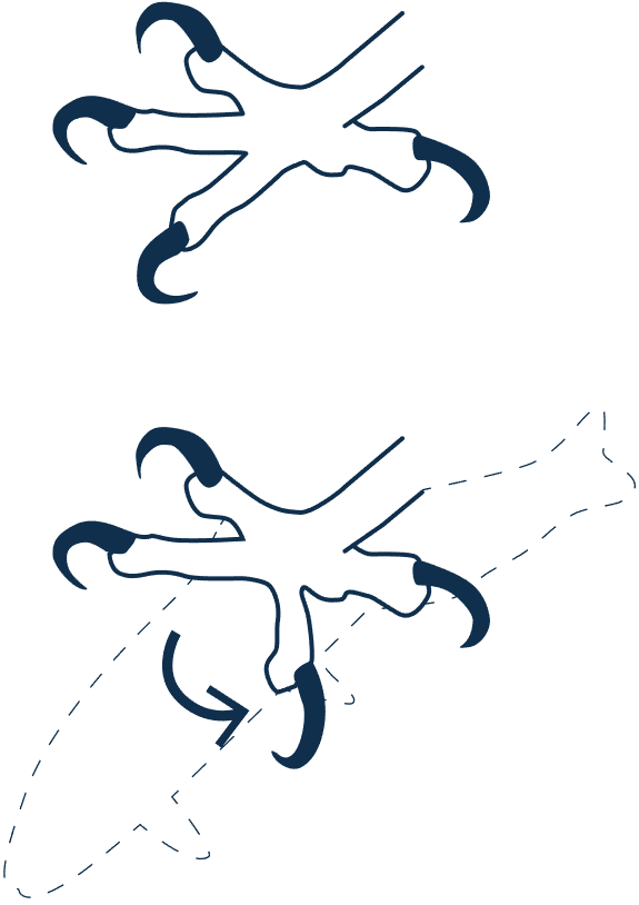 diagram of osprey talons