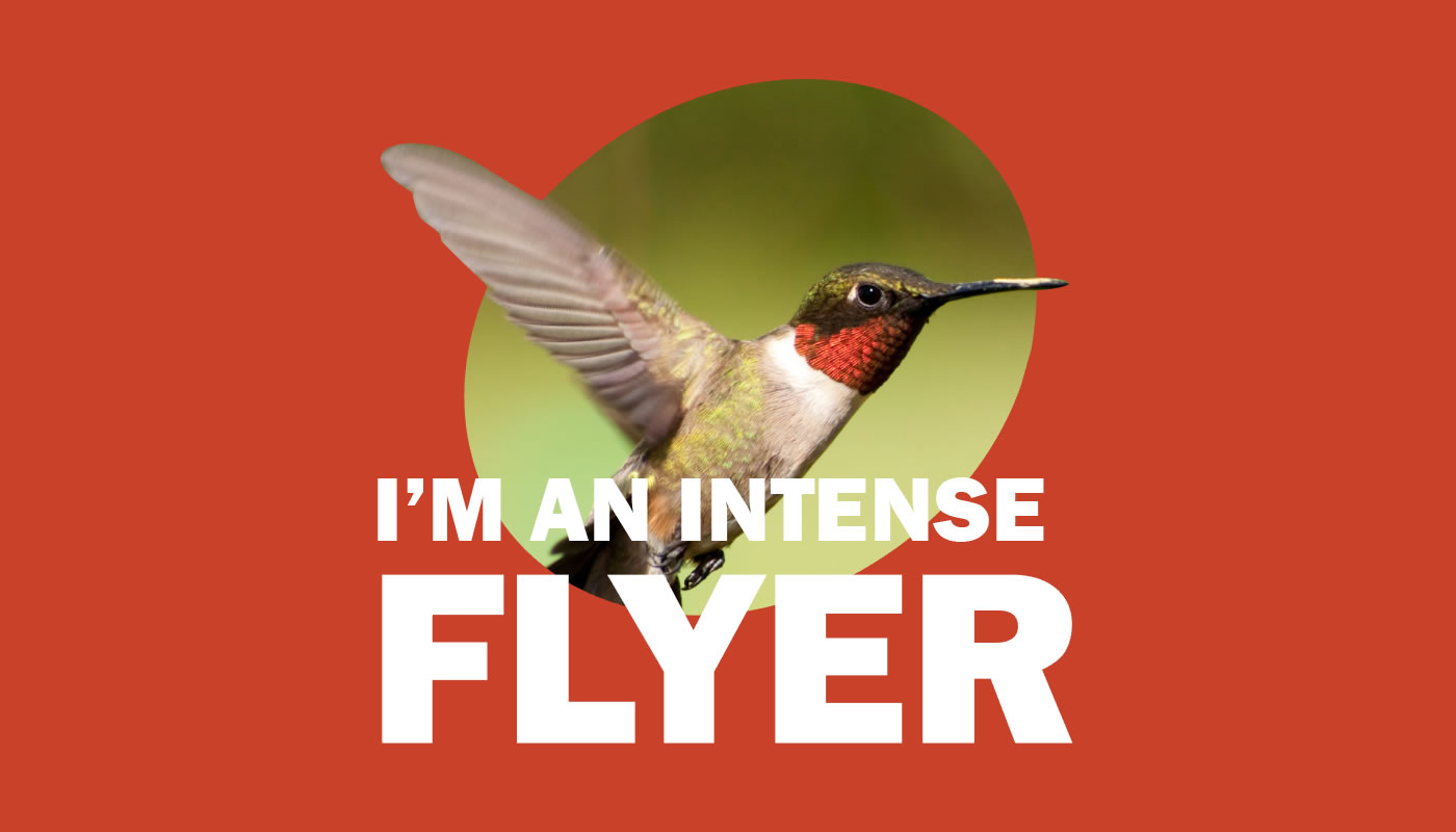 Ruby-throated hummingbird photo with words: I'm an Intense Flyer
